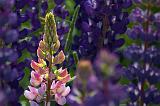 Backlit Lupin_49879